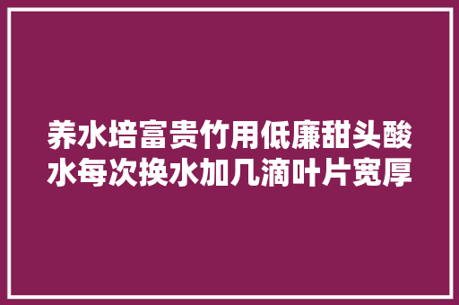 养水培富贵竹用低廉甜头酸水每次换水加几滴叶片宽厚冒油光