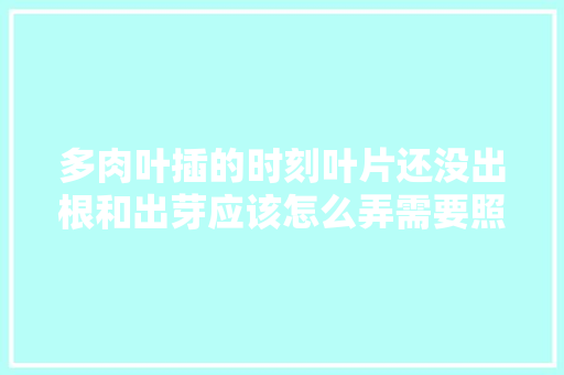 多肉叶插的时刻叶片还没出根和出芽应该怎么弄需要照射散光吗