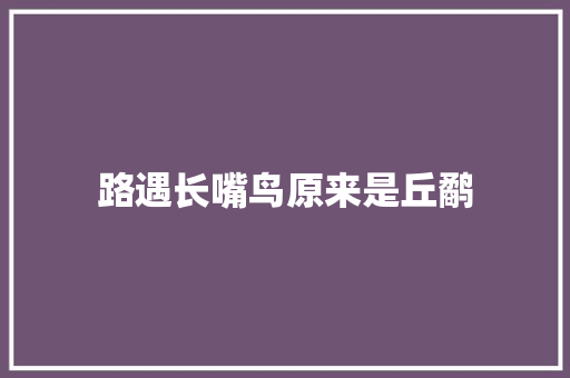 路遇长嘴鸟原来是丘鹬