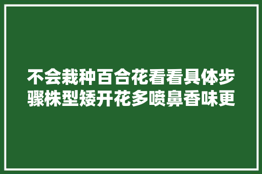 不会栽种百合花看看具体步骤株型矮开花多喷鼻香味更足