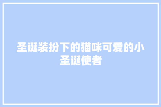 圣诞装扮下的猫咪可爱的小圣诞使者