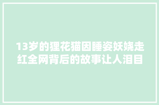 13岁的狸花猫因睡姿妖娆走红全网背后的故事让人泪目