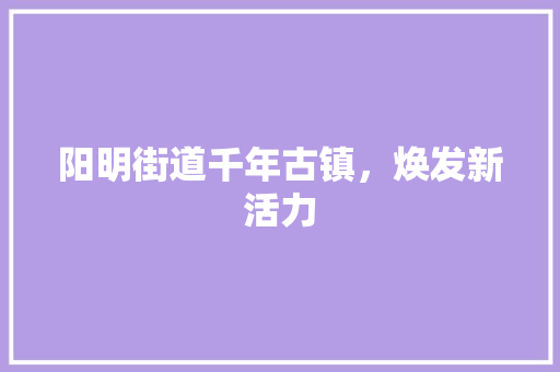 阳明街道千年古镇，焕发新活力